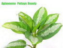 Pattaya Chinese evergreen